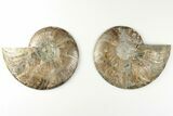 5.3" Cut & Polished, Agatized Ammonite Fossil - Madagascar - #200025-1